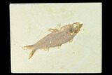 Fossil Fish (Knightia) - Wyoming #144193-1